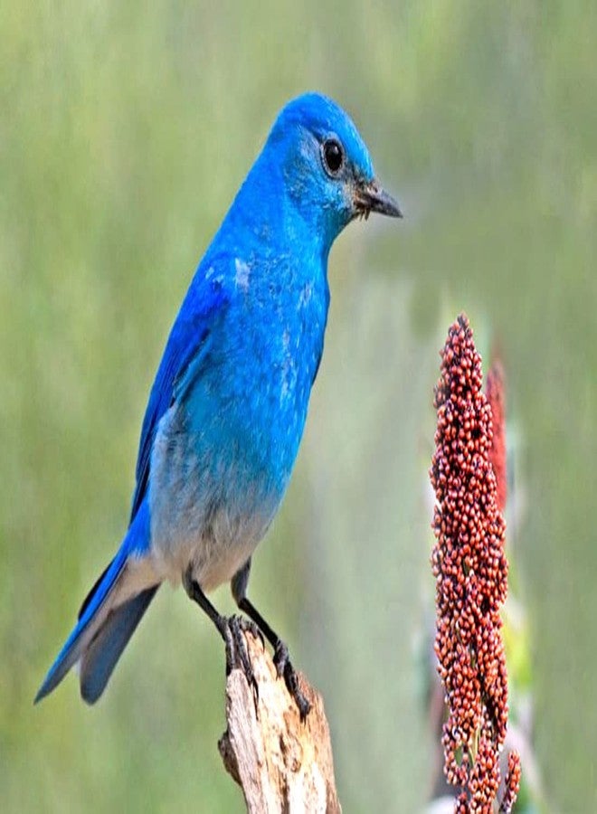 One Top Bird Natural Growth Foods Red Millet for Dove,Parrot,Cockatoo,Macaw All Birds Nuts (1000 Gram) All Birds | Daily Birds Food - Image 4